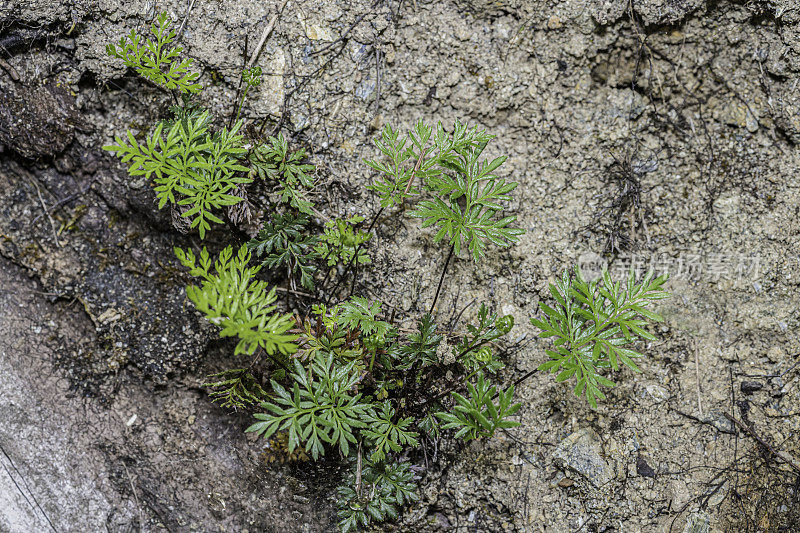 Aspidotis densa是一种蕨类植物，俗称“印第安人的梦”。杰迪戴亚史密斯红杉州立公园;